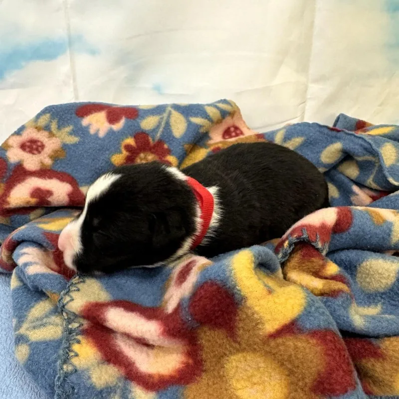 A baby medium-sized male Black Labrador Retriever dog named Lightening for adoption in North Bend, OR