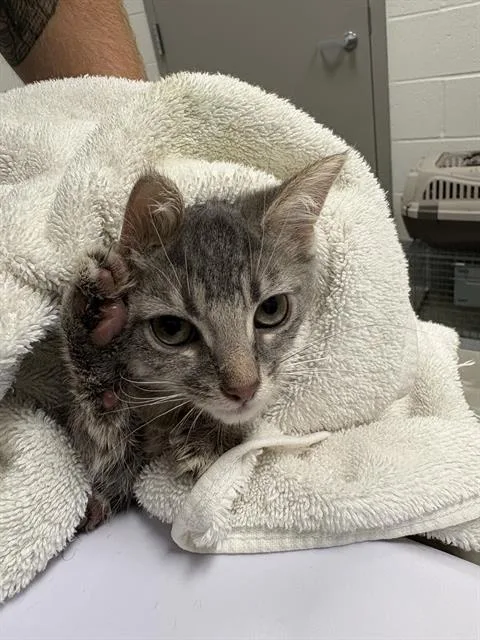 A baby small-sized female Domestic Short Hair cat named Dryer Lint for adoption in Indianapolis, IN