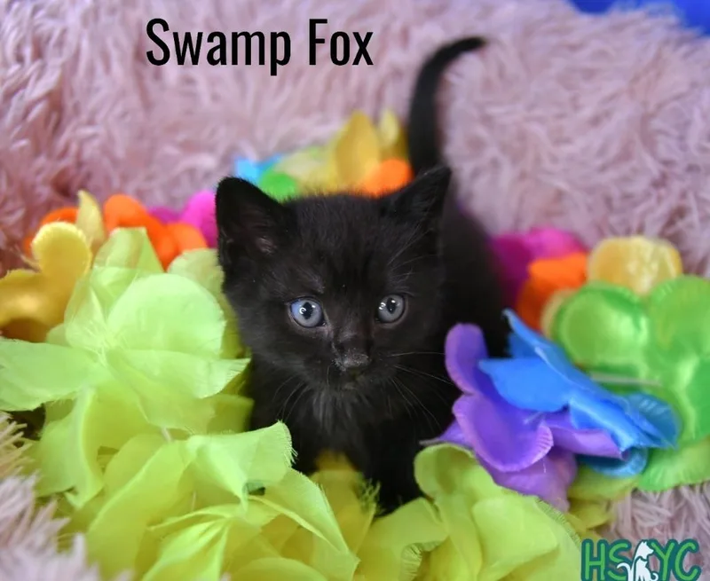 Swamp Fox