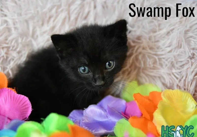 Swamp Fox thumbnail 2