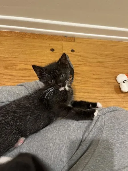 Sweet Girl