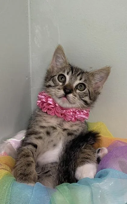 Cocoa