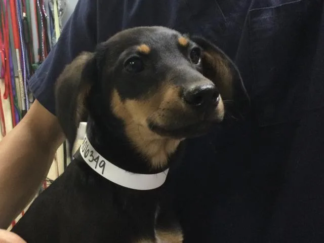 A baby small-sized female Miniature Pinscher dog named Isabelle for adoption in Riverside, CA