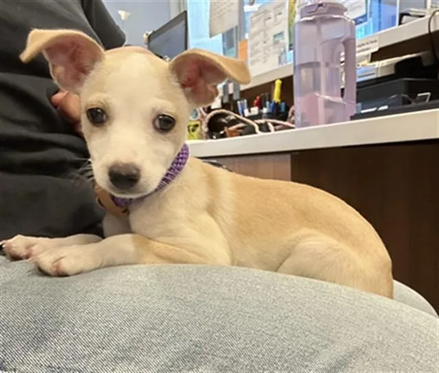 A baby small-sized male Whippet dog named Gulliver for adoption in San Jose, CA