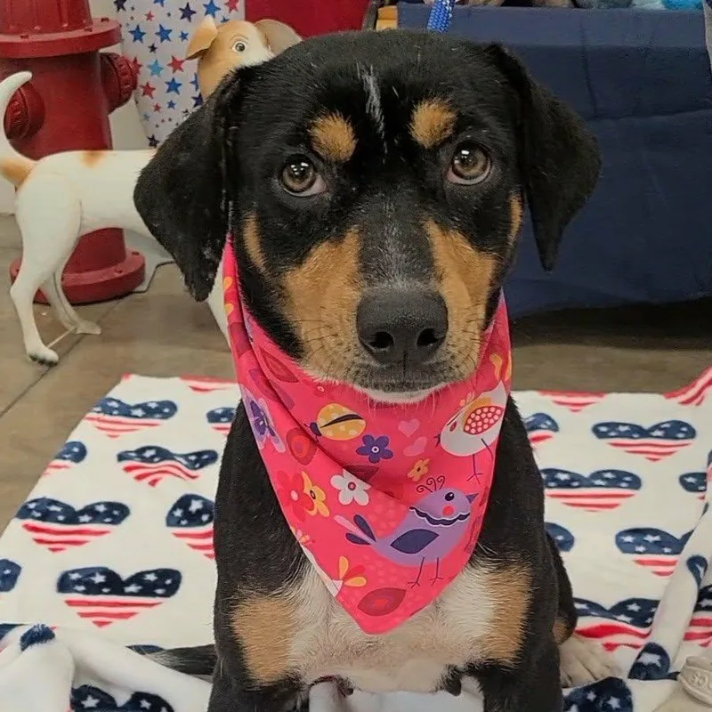 A young medium-sized female Bicolor Mixed Breed dog named Star for adoption in Woolwich, ME