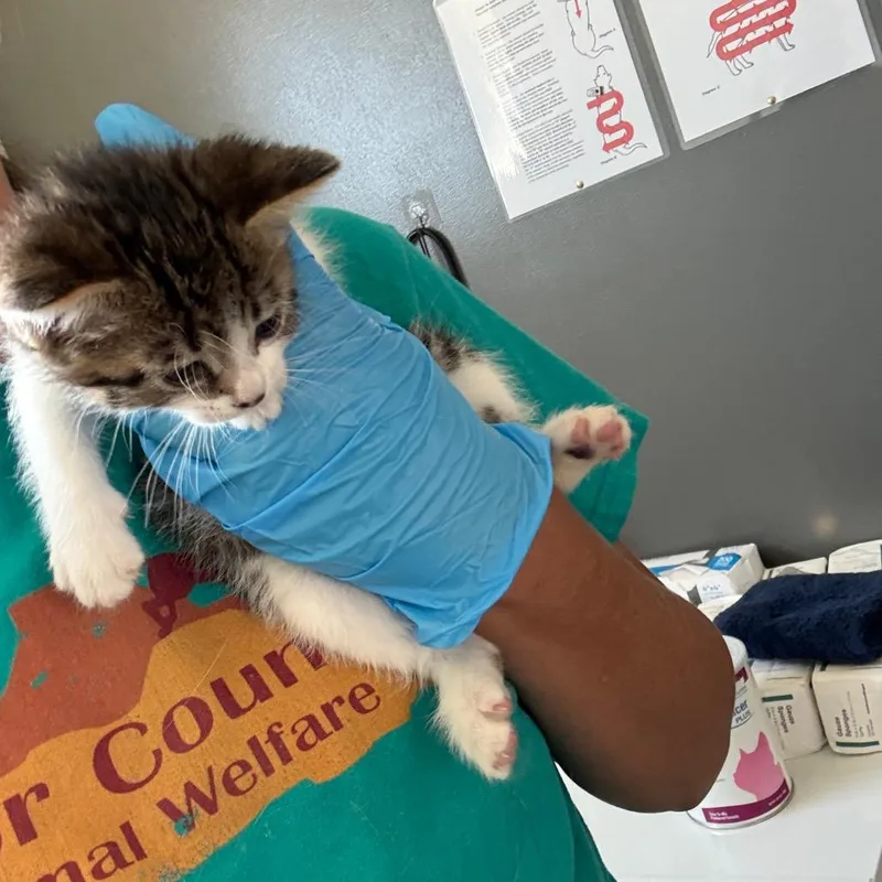 A young medium-sized female Calico American Shorthair cat named Jazz for adoption in Torrey, UT