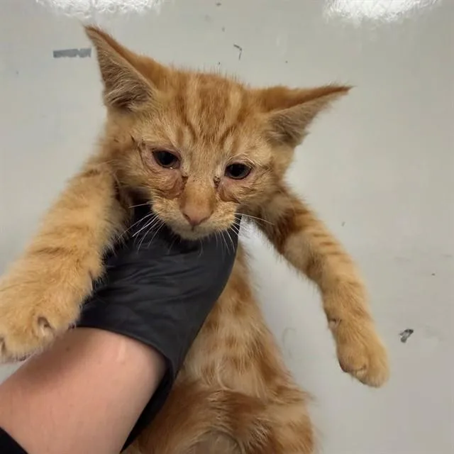 A baby small-sized male Domestic Short Hair cat named Cheese for adoption in Ontario, CA