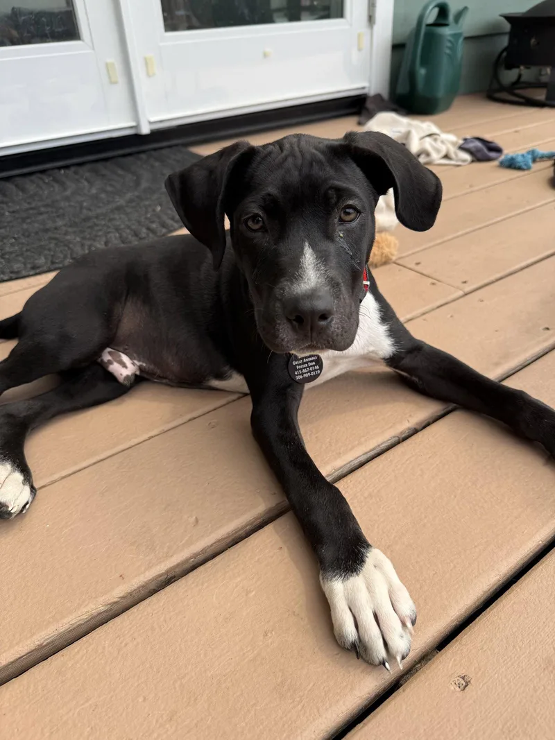 A baby large-sized male Pit Bull Terrier dog named Domino for adoption in Seattle, WA