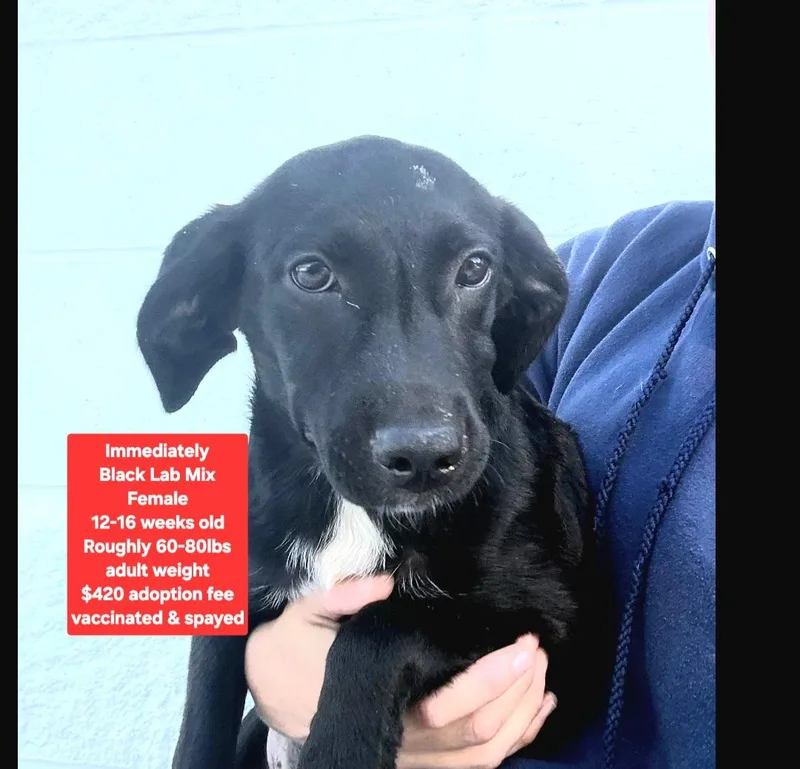 A baby large-sized female Black Labrador Retriever dog named Immediately for adoption in Oviedo, FL