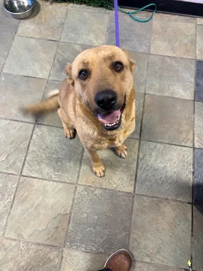 An adult medium-sized female Yellow / Tan / Blond / Fawn Mixed Breed dog named Roxxy for adoption in El Paso, TX