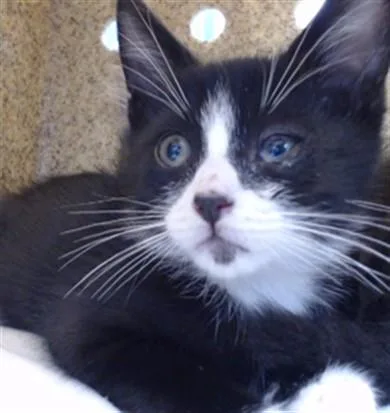 A baby small-sized male Domestic Short Hair cat named Bishop for adoption in Downey, CA