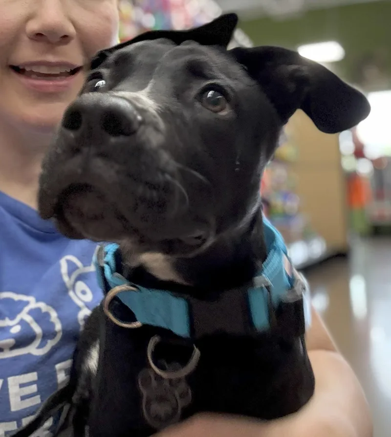 Junior  Ext Ws thumbnail 2