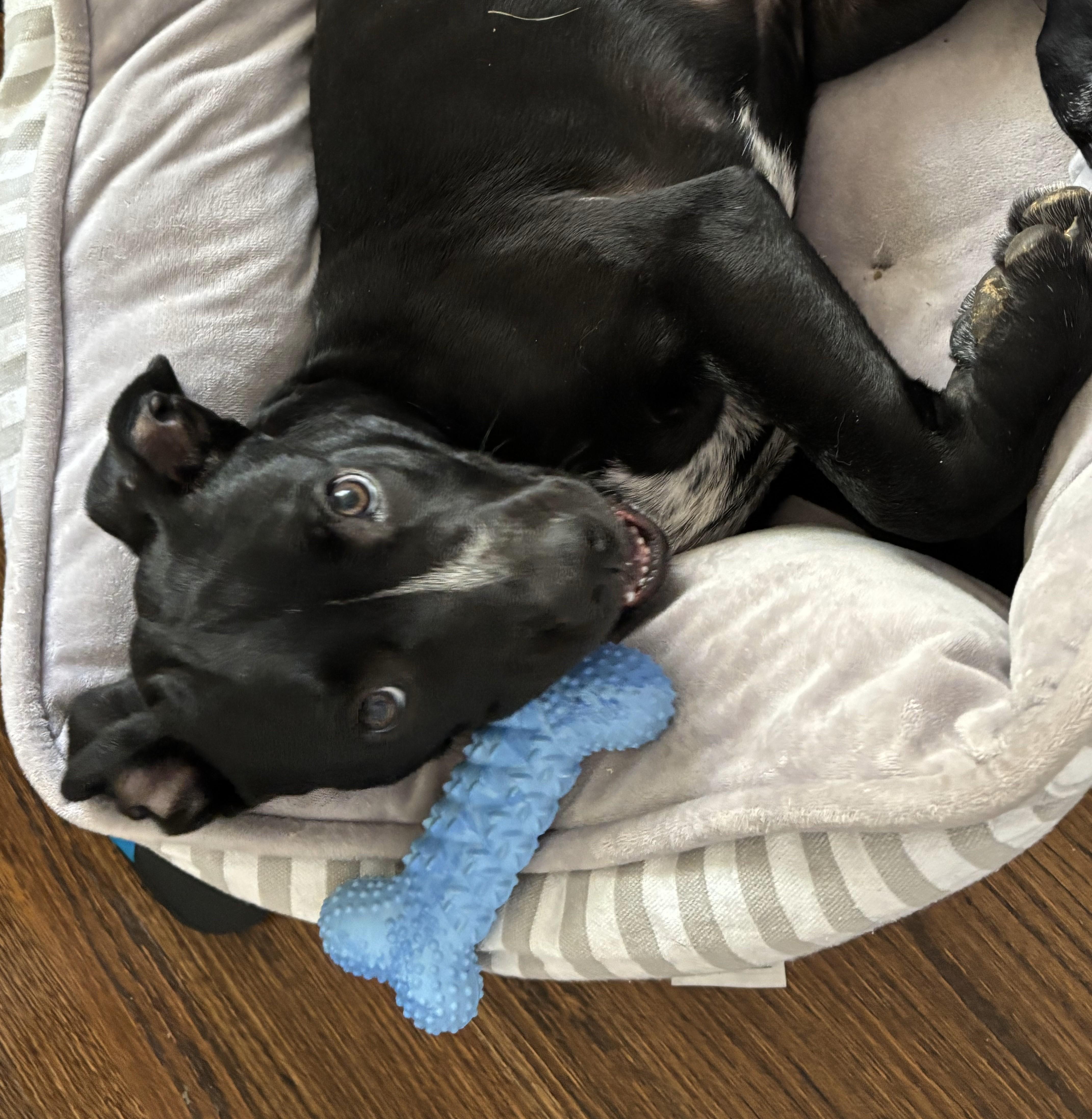 Junior  Ext Ws thumbnail 3