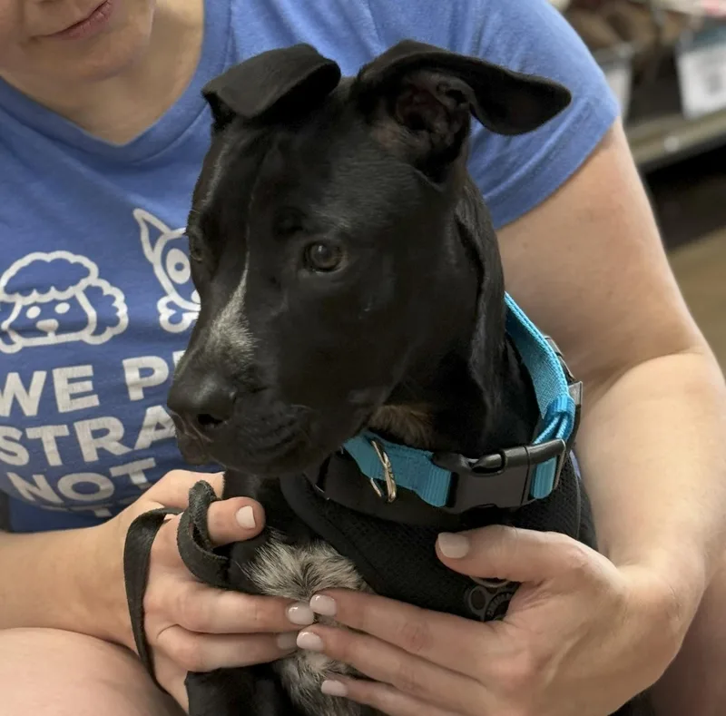 Junior  Ext Ws thumbnail 5