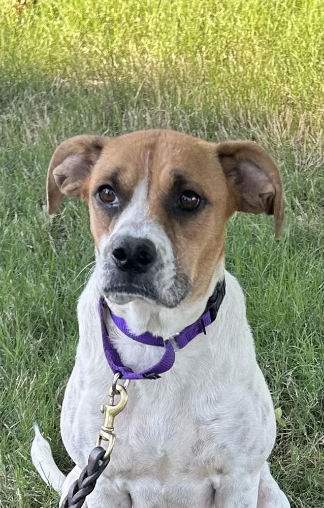 A young medium-sized female Tricolor (Brown, Black, & White) Boxer dog named Raya for adoption in Horn Lake, MS