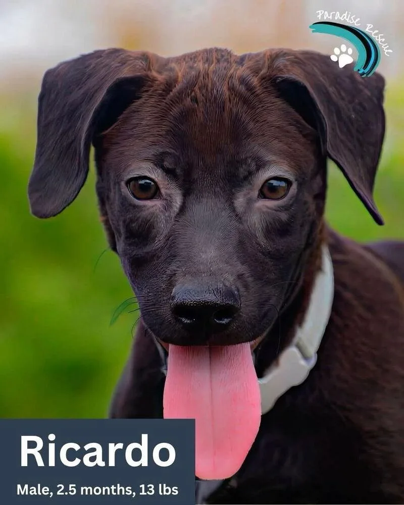 A baby large-sized male Tricolor (Brown, Black, & White) Labrador Retriever dog named Ricardo for adoption in Orlando, FL