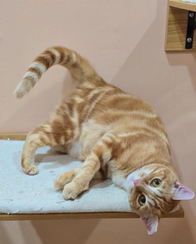 Fireball thumbnail 2