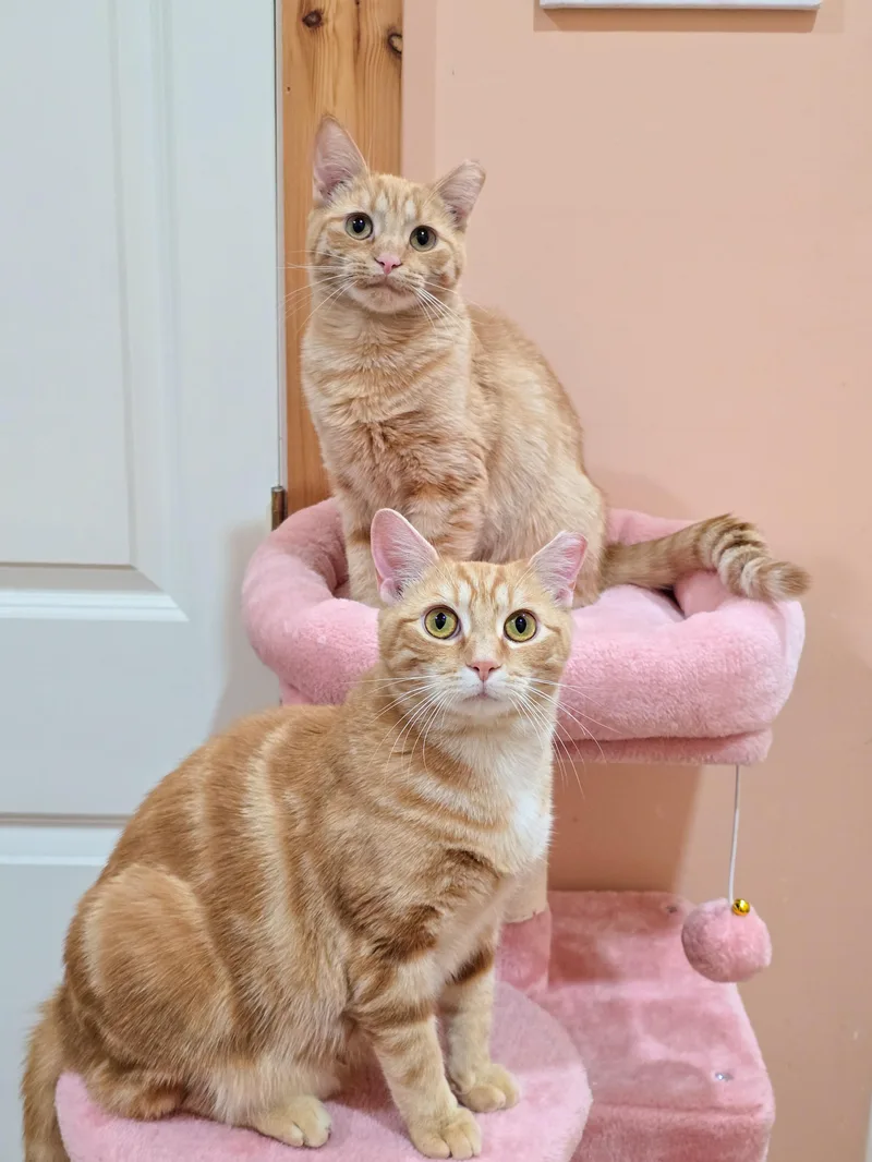 Fireball thumbnail 4