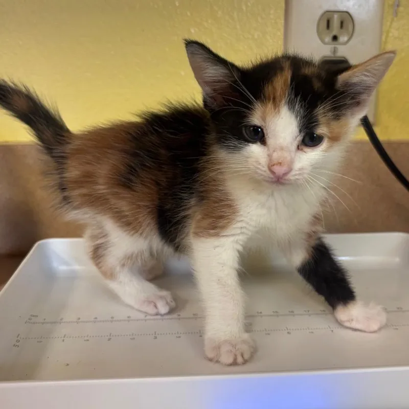 A baby small-sized female Domestic Short Hair cat named Peaches for adoption in Corpus Christi, TX