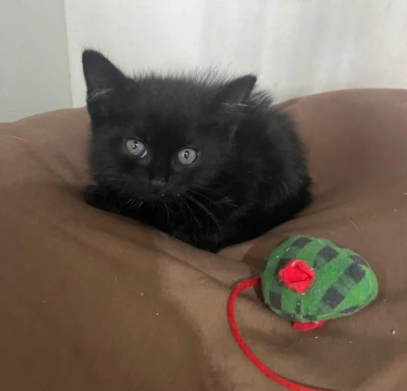 A baby small-sized male Domestic Medium Hair cat named Mirage for adoption in Kell, IL
