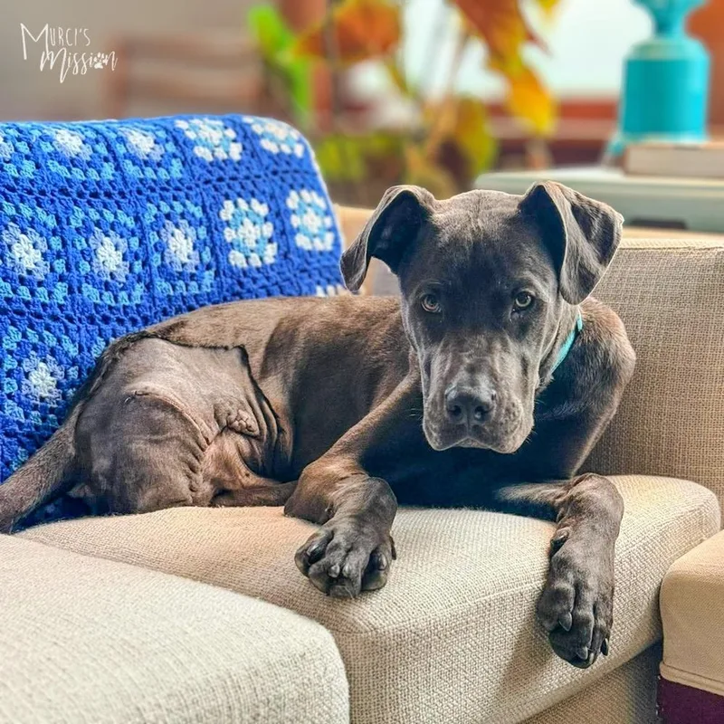 A young large-sized male Gray / Blue / Silver Great Dane dog named Hamlet for adoption in Spokane , WA