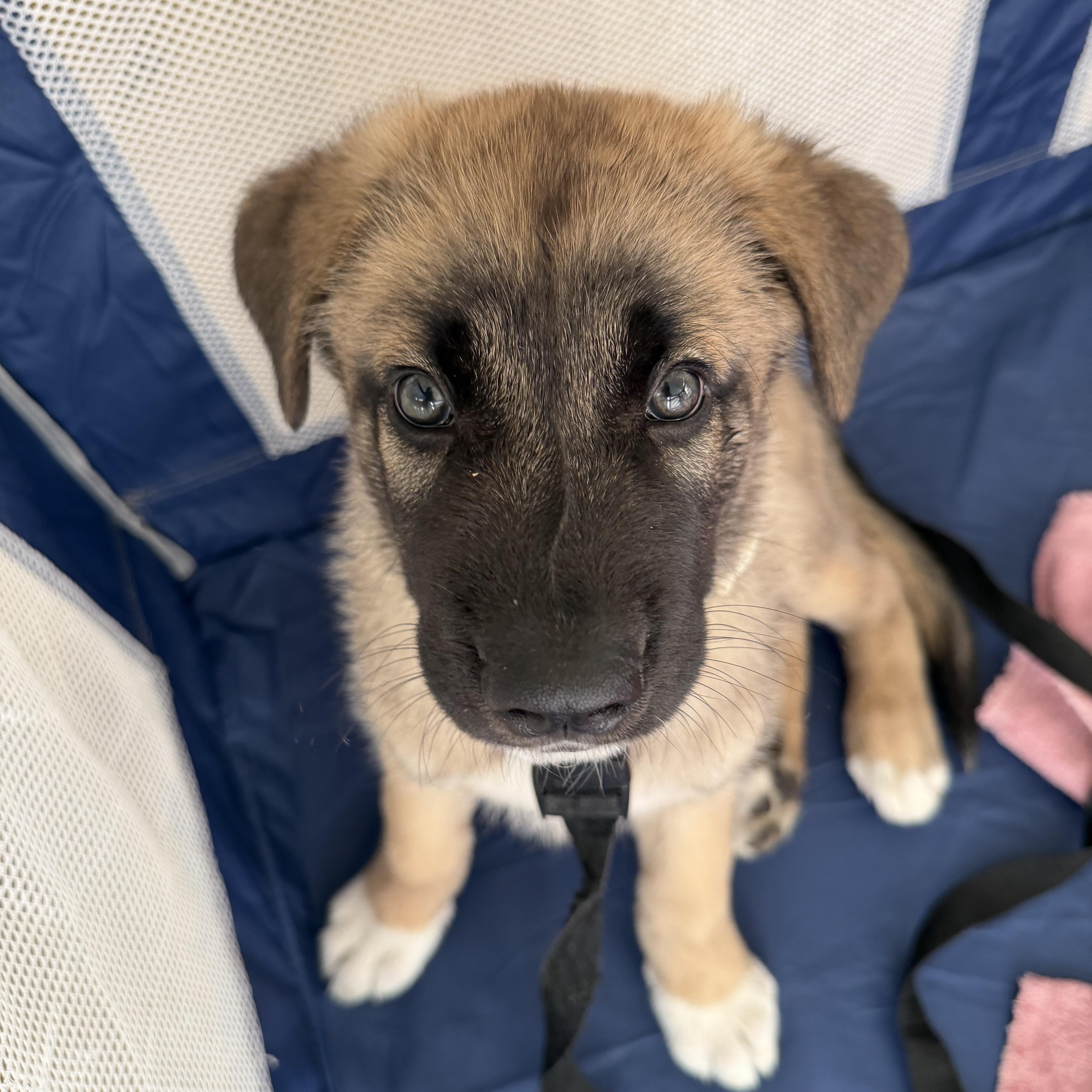 A baby medium-sized male Brown / Chocolate German Shepherd Dog dog named Bubba for adoption in DAVIS, CA