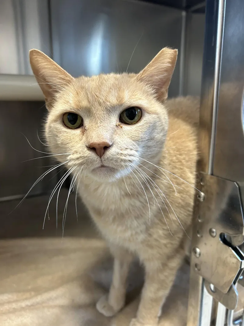 An adult medium-sized female Domestic Short Hair cat named Xena for adoption in Lancaster, PA