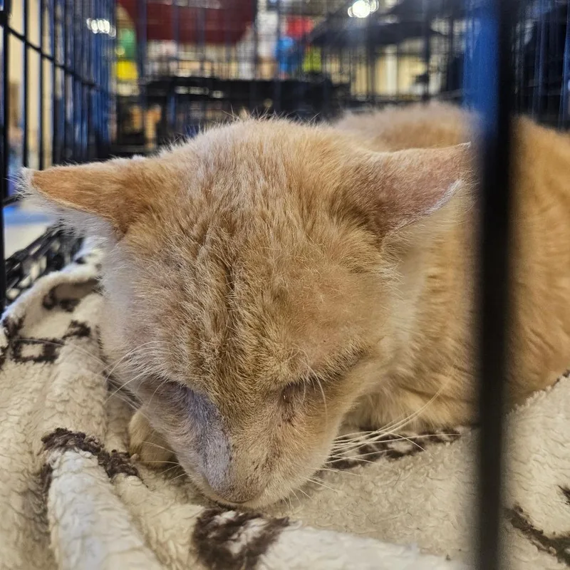 An adult small-sized male Buff / Tan / Fawn Domestic Short Hair cat named Marshall for adoption in Grantsville, UT