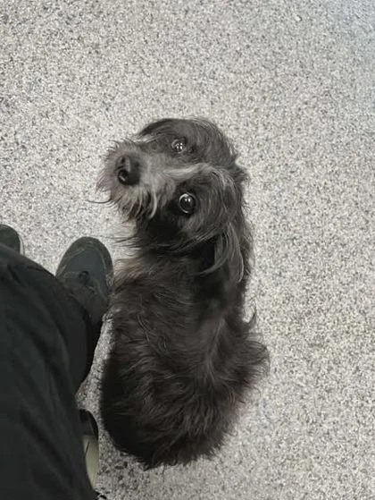 An adult small-sized female Black Havanese dog named Lucy for adoption in Converse, TX