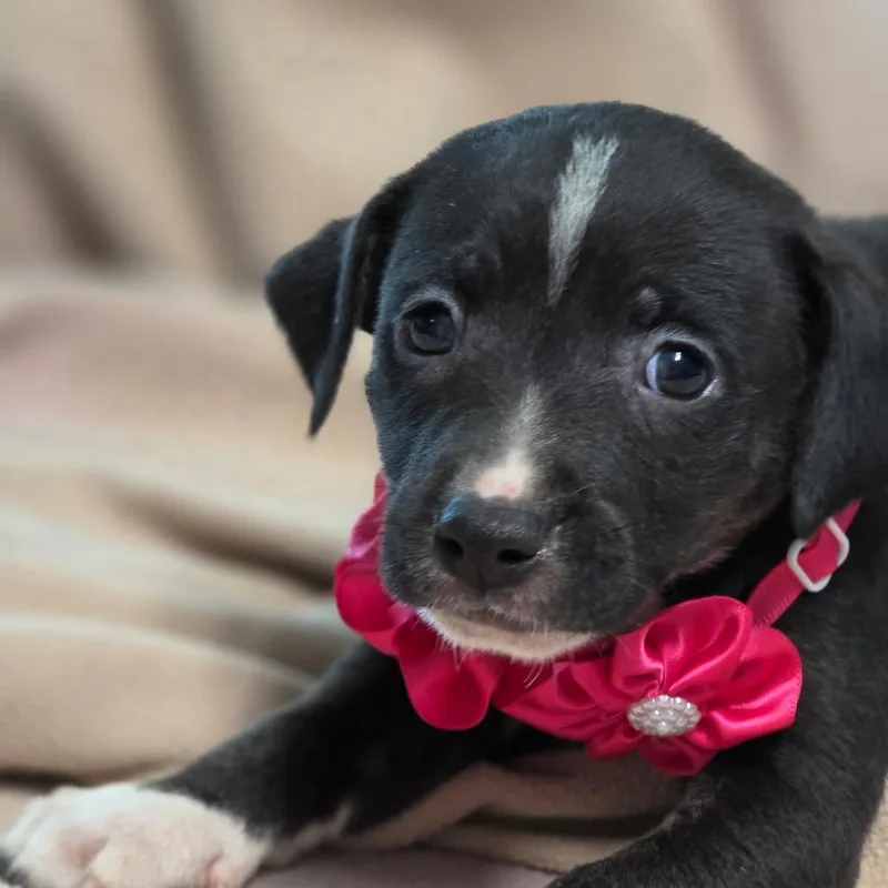 A baby medium-sized female Hound dog named Grumpy for adoption in Wiggins, MS