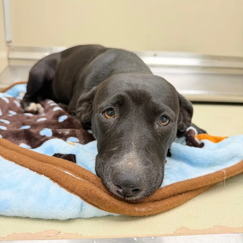 A young medium-sized female Black Mixed Breed dog named April for adoption in Sarasota, FL