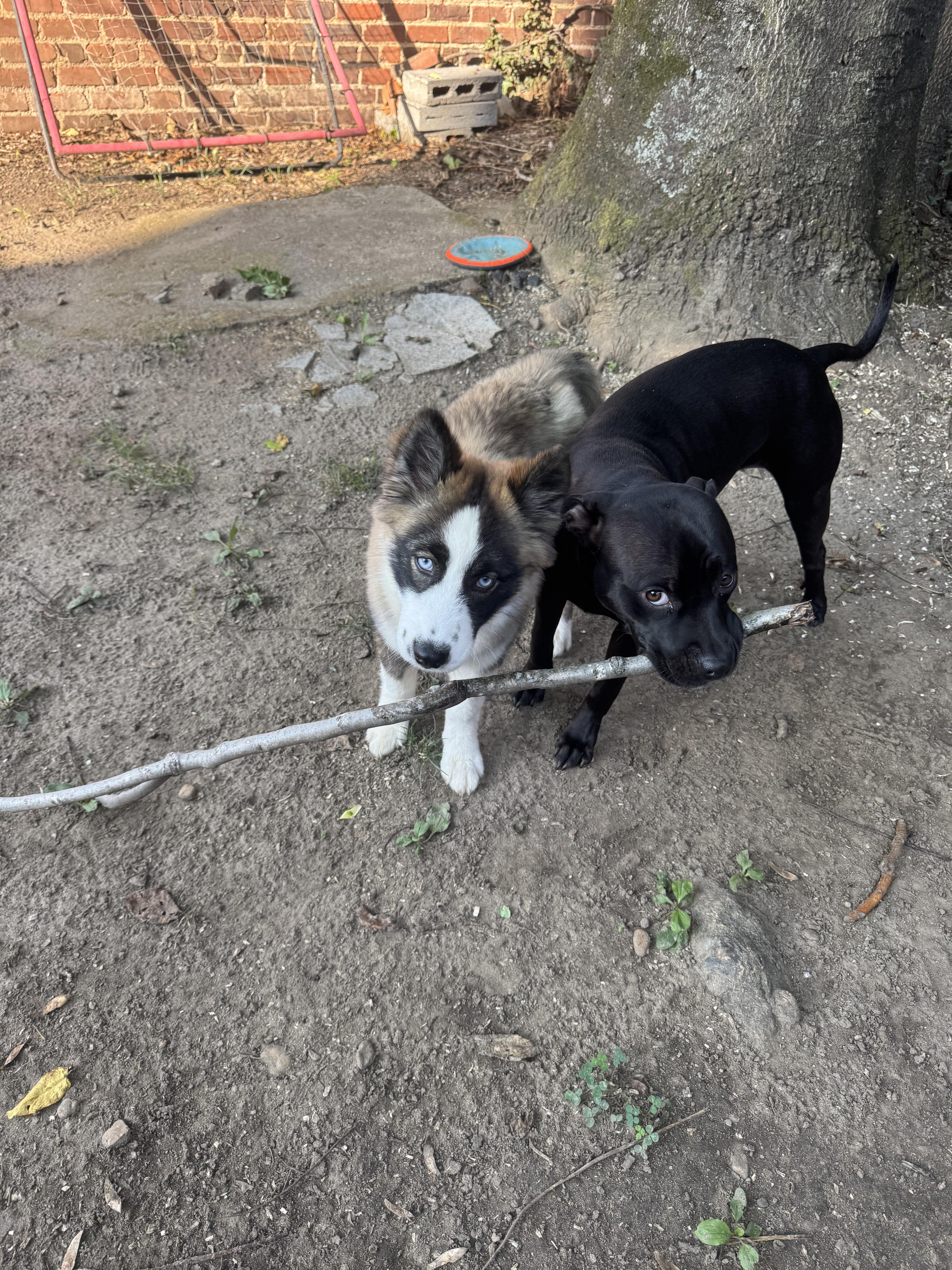 A baby large-sized female Tricolor (Brown, Black, & White) Siberian Husky dog named Abby for adoption in Richmond, VA