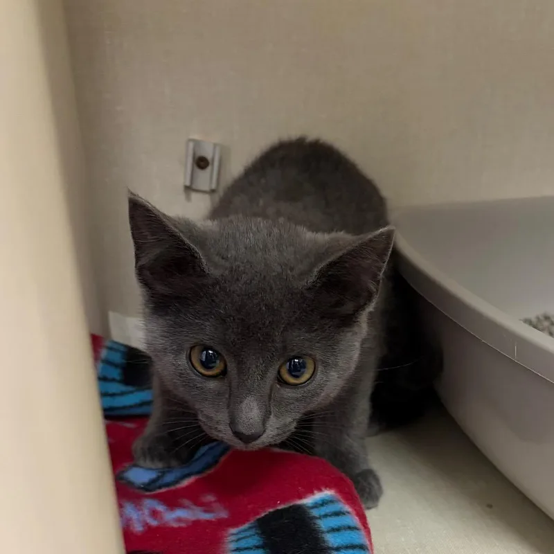 A baby small-sized male Gray / Blue / Silver Domestic Short Hair cat named Frick for adoption in Mentor, OH