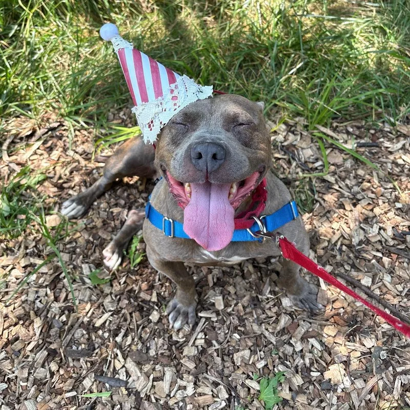 An adult medium-sized female Gray / Blue / Silver Mixed Breed dog named Dory for adoption in Mentor, OH