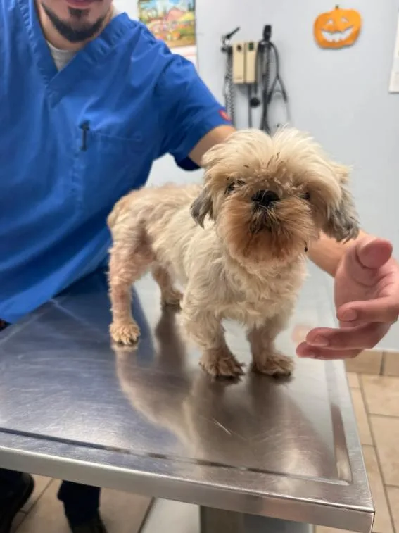 An adult small-sized female White / Cream Shih Tzu dog named Chyna for adoption in Chicago, IL