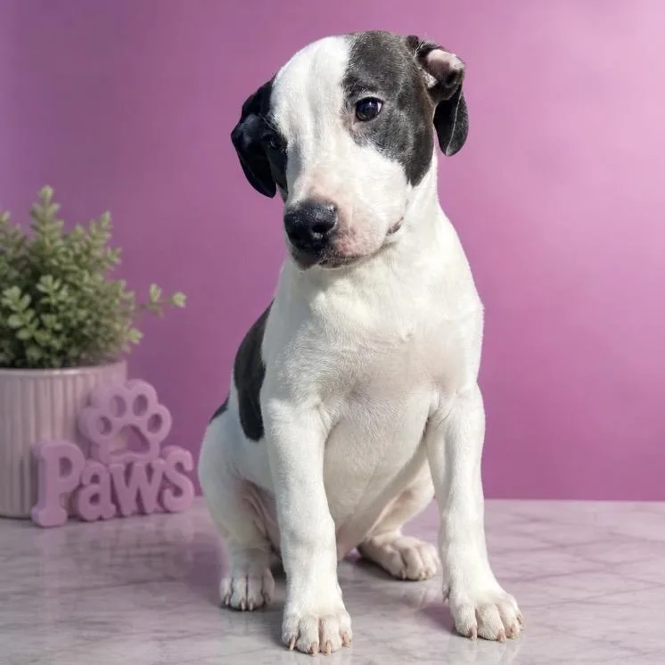 A young medium-sized female White / Cream Mixed Breed dog named Millie for adoption in Hagerstown, MD