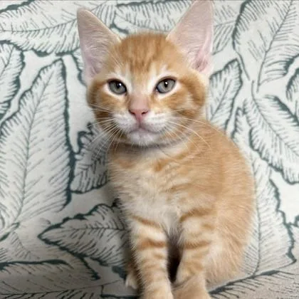 Leonardo