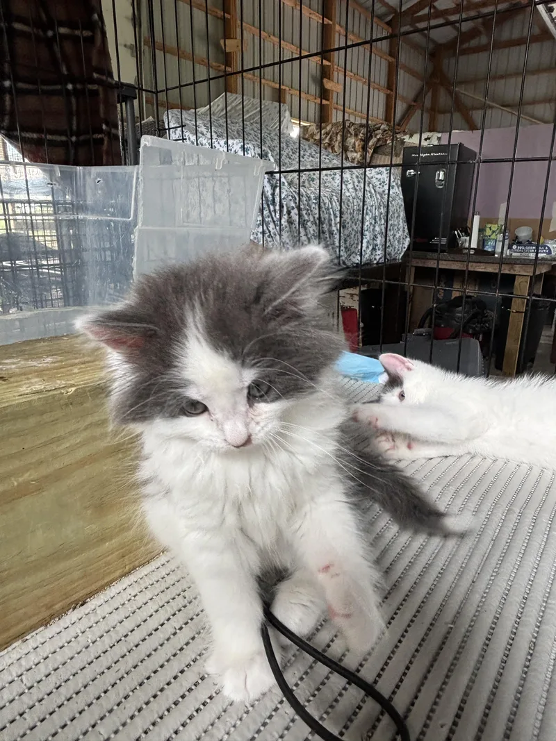 A baby medium-sized female Gray & White Domestic Medium Hair cat named Rain The Phoenix for adoption in Sheboygan, WI