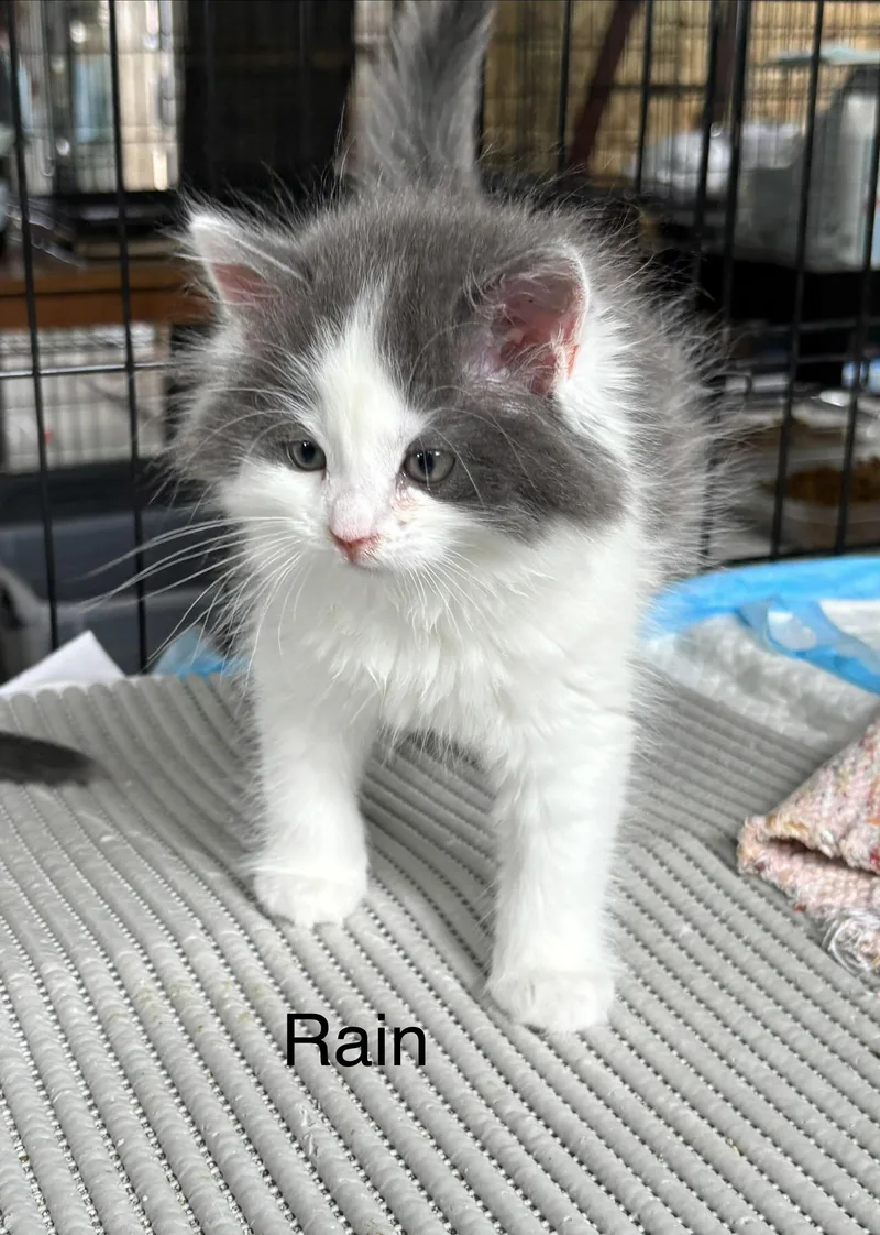 Rain  The Phoenix thumbnail 2
