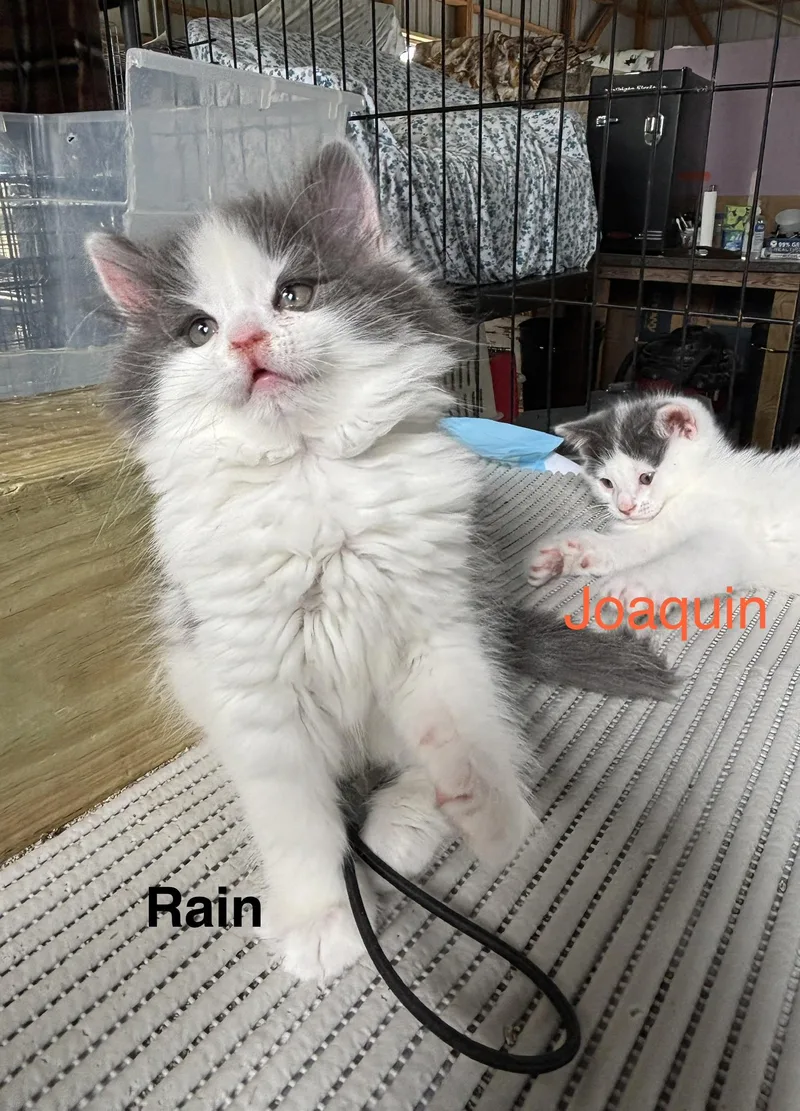Rain  The Phoenix thumbnail 4