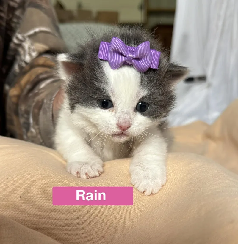 Rain  The Phoenix thumbnail 5
