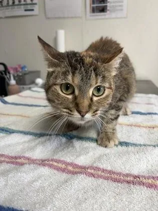 An adult medium-sized female Domestic Short Hair cat named Loaf for adoption in San Antonio, TX