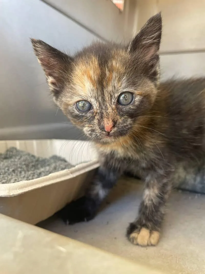 A baby medium-sized female Domestic Short Hair cat named Snax for adoption in Philadelphia, PA