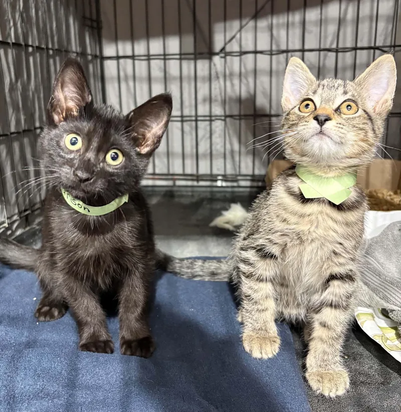 A baby medium-sized male Domestic Short Hair cat named Carson & Banjo for adoption in Westfield, MA