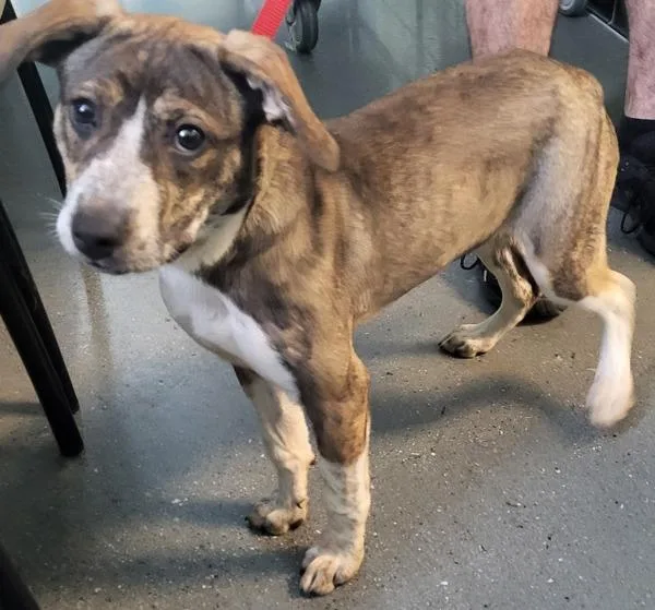 A baby small-sized female Hound dog named Pen  Meggie for adoption in Lawrenceville, GA
