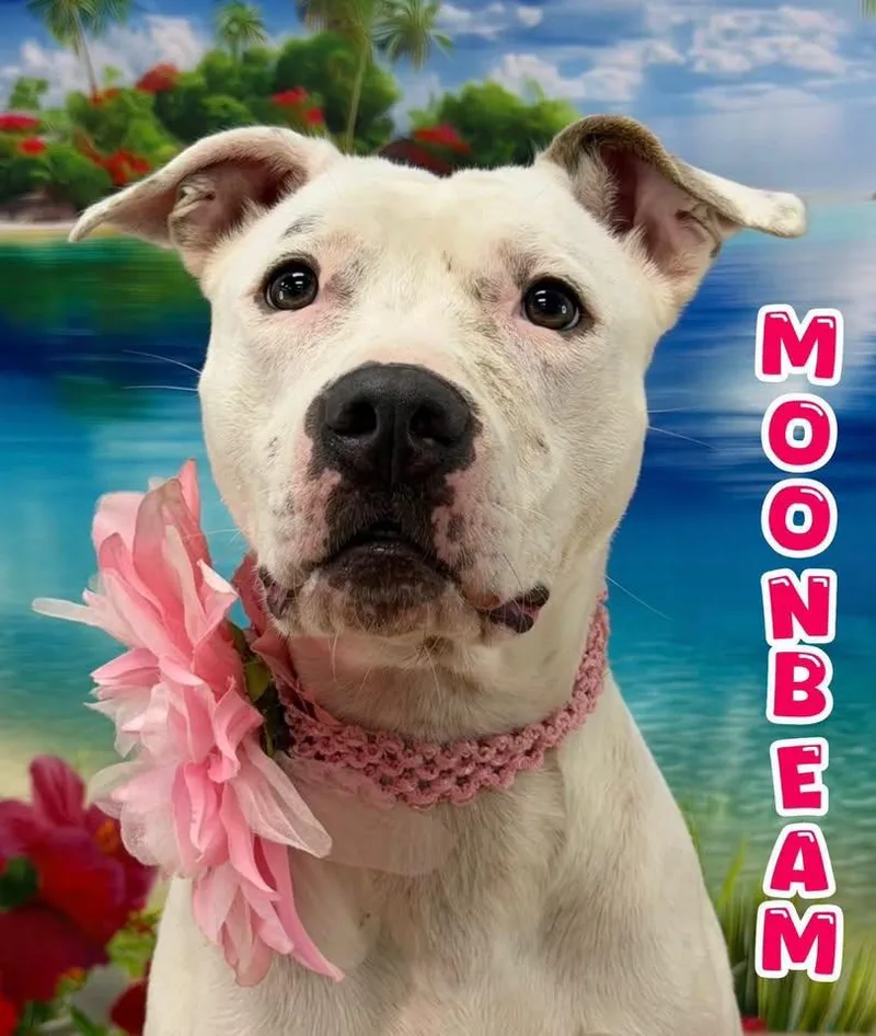 An adult medium-sized female White / Cream Mixed Breed dog named Moonbeam for adoption in Flint, MI