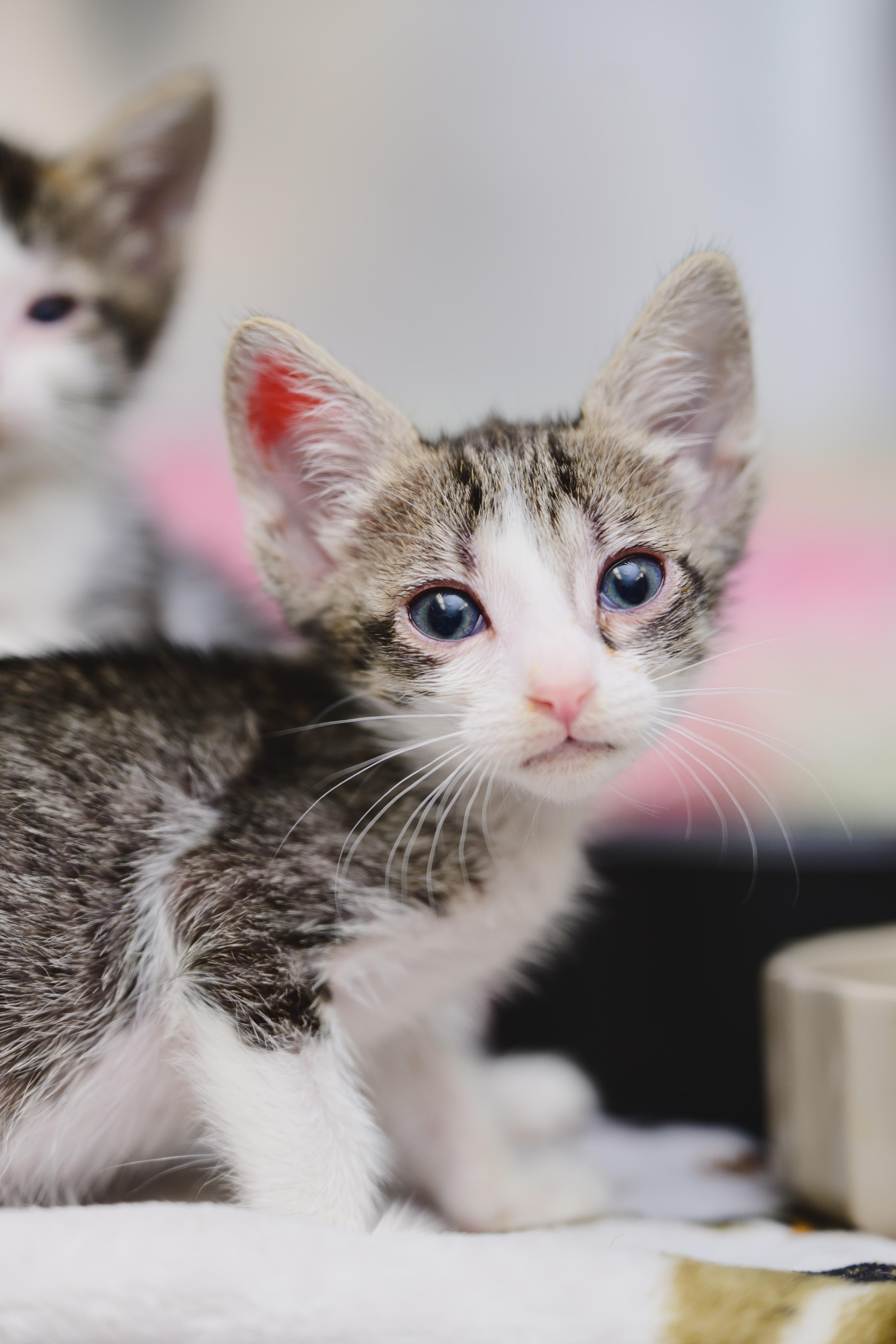 A baby small-sized female Domestic Short Hair cat named Jersey for adoption in Honolulu, HI
