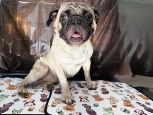 An adult small-sized male Pug dog named Ray for adoption in Chatsworth, CA