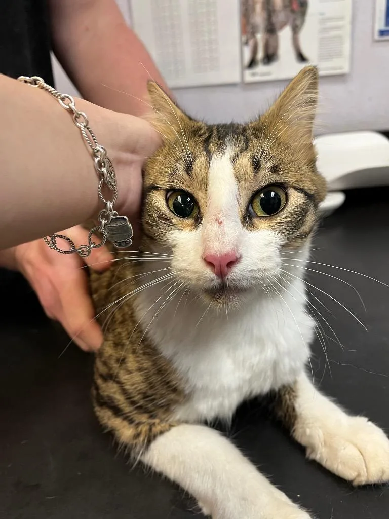 A young large-sized male Domestic Short Hair cat named Summer Camp for adoption in New Braunfels, TX