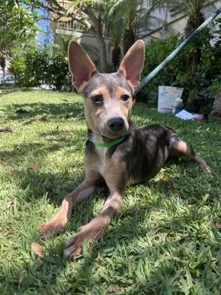 A young medium-sized male Terrier dog named Barlo for adoption in Honolulu, HI